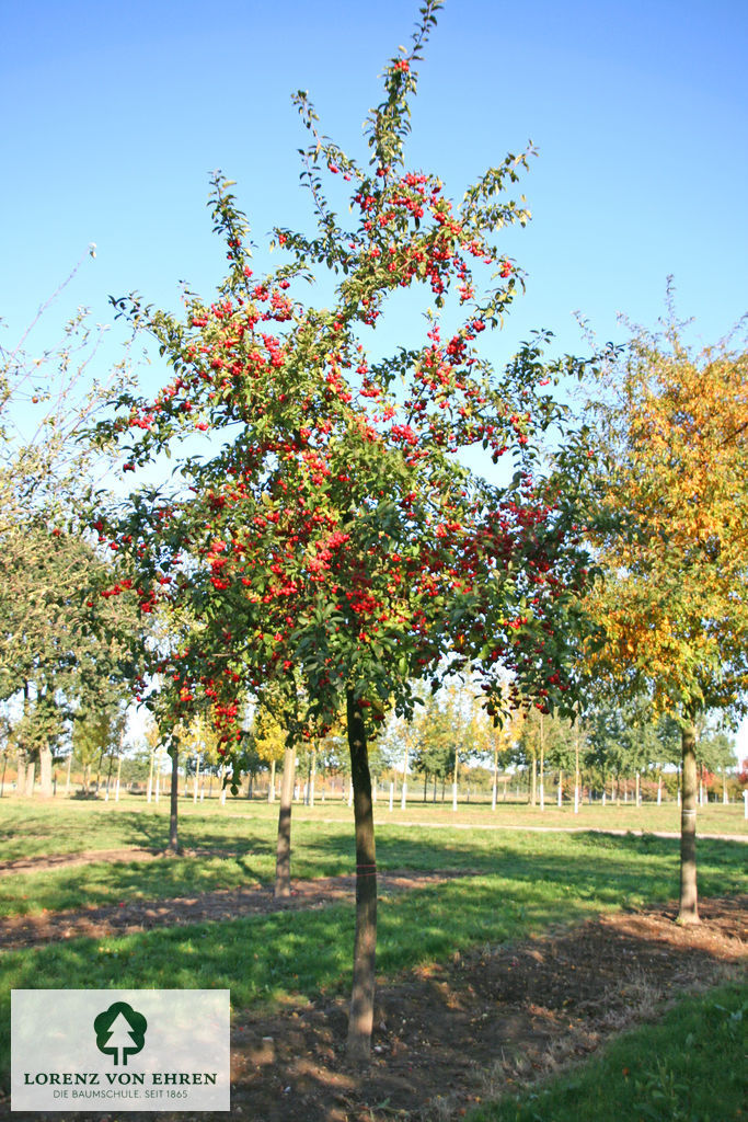 Malus 'Red | Baumschule LvE