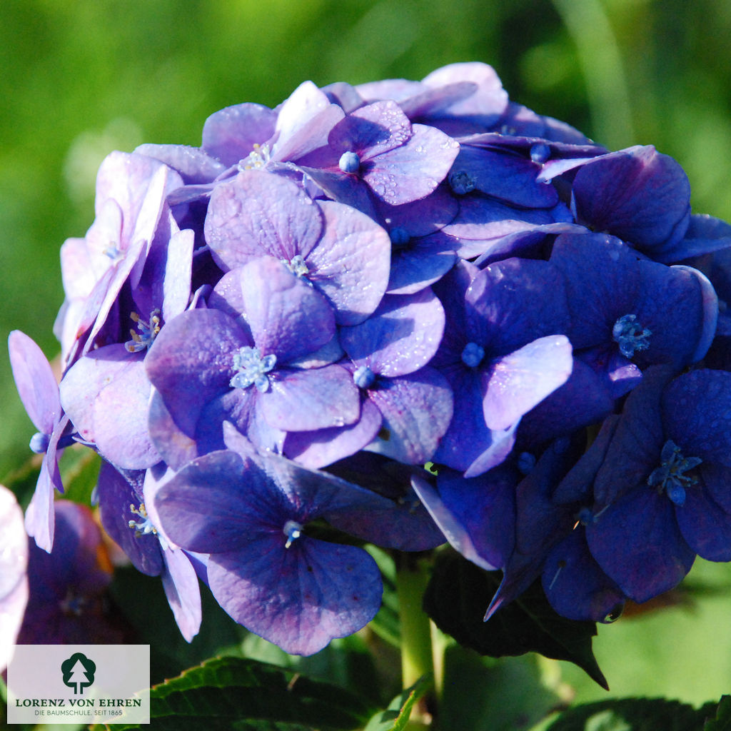 Hydrangea macrophylla 'Bela'