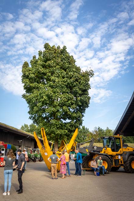 Großer Baum im Ballenstecher