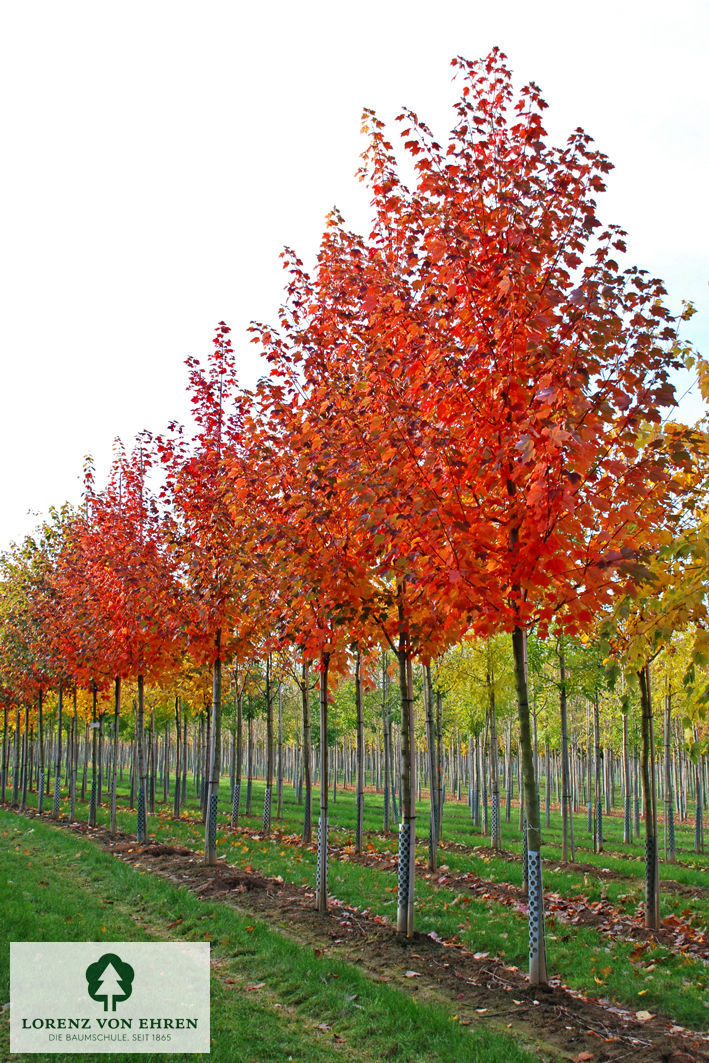 Acer rubrum 'October Glory'