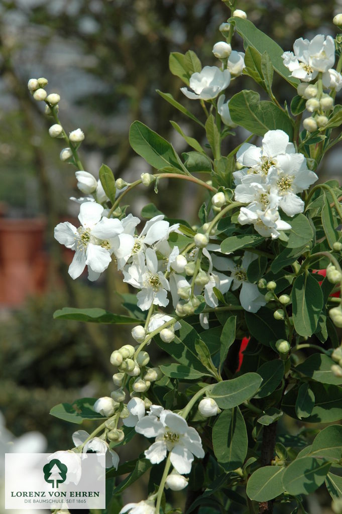 Exochorda macrantha 'The Bride'