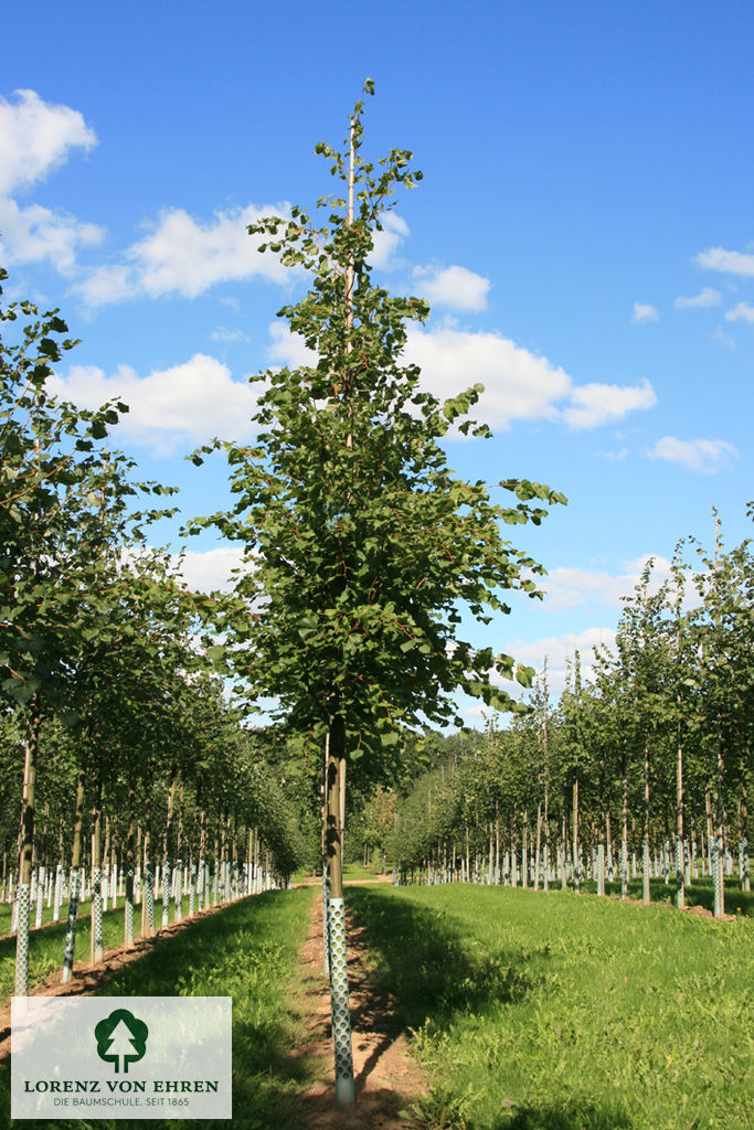 Tilia cordata