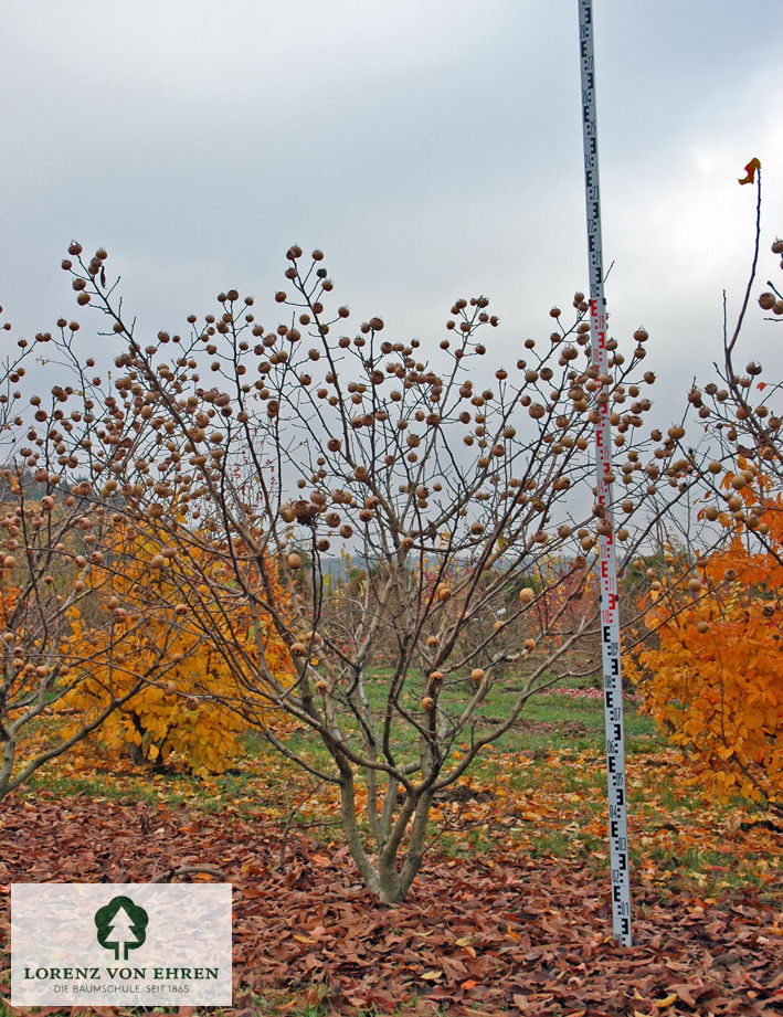 Mespilus germanica