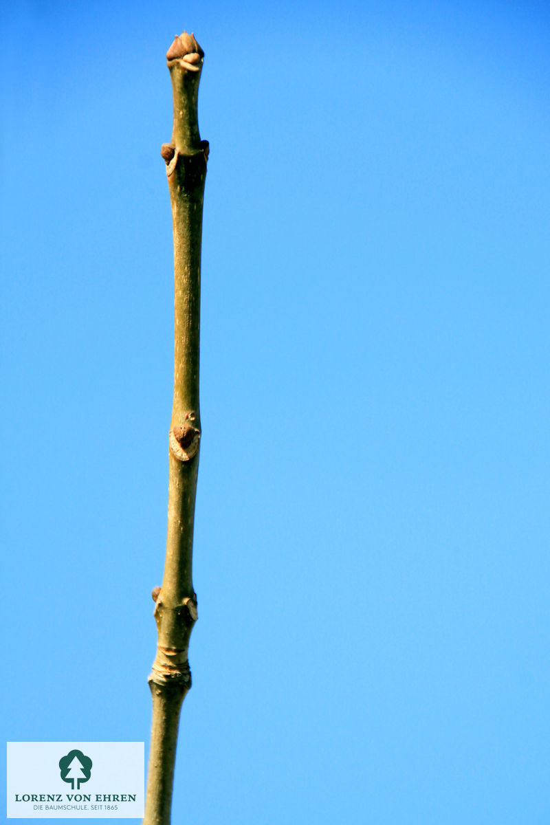 Fraxinus americana 'Skyline'