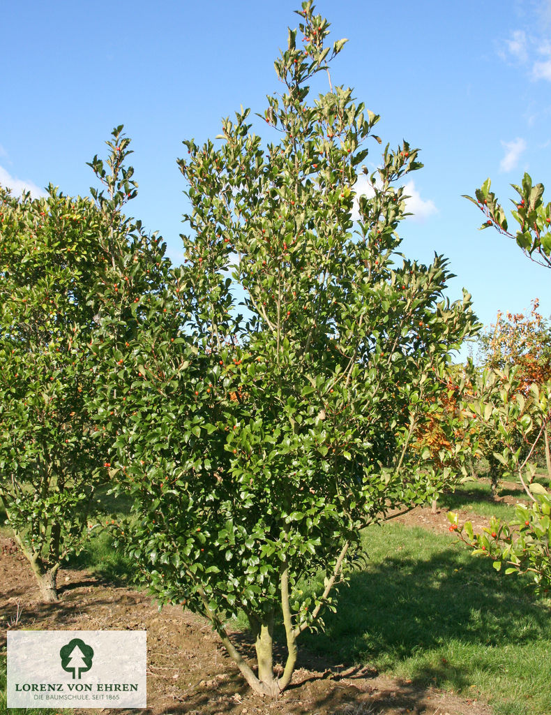 Crataegus lavallei 'Carrierei'