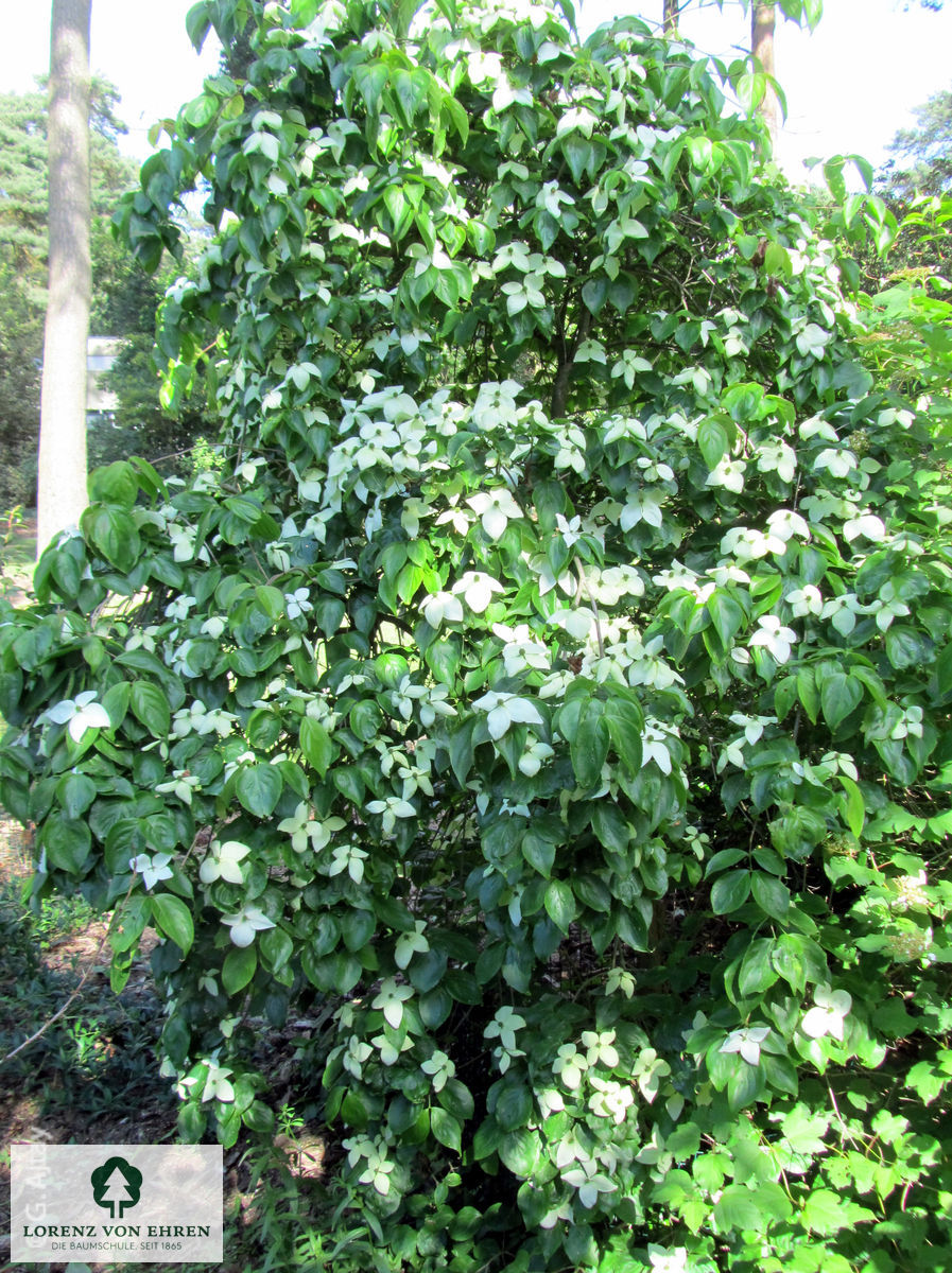 Cornus nuttallii