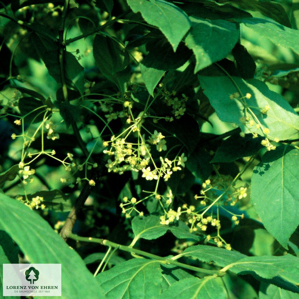 Euonymus planipes