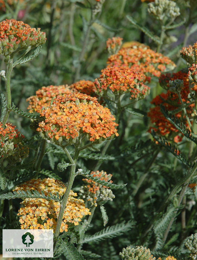 Achillea 'Feuerland'