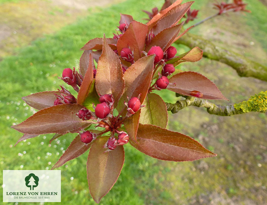 Malus 'Makamik'