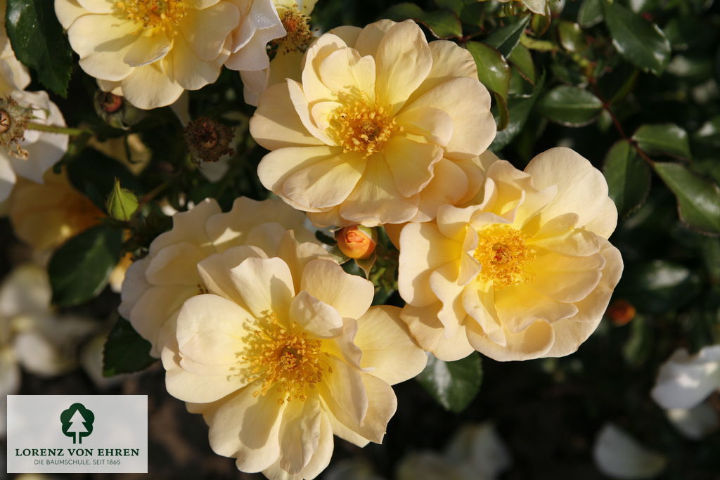 Rosa 'Amber Sun'