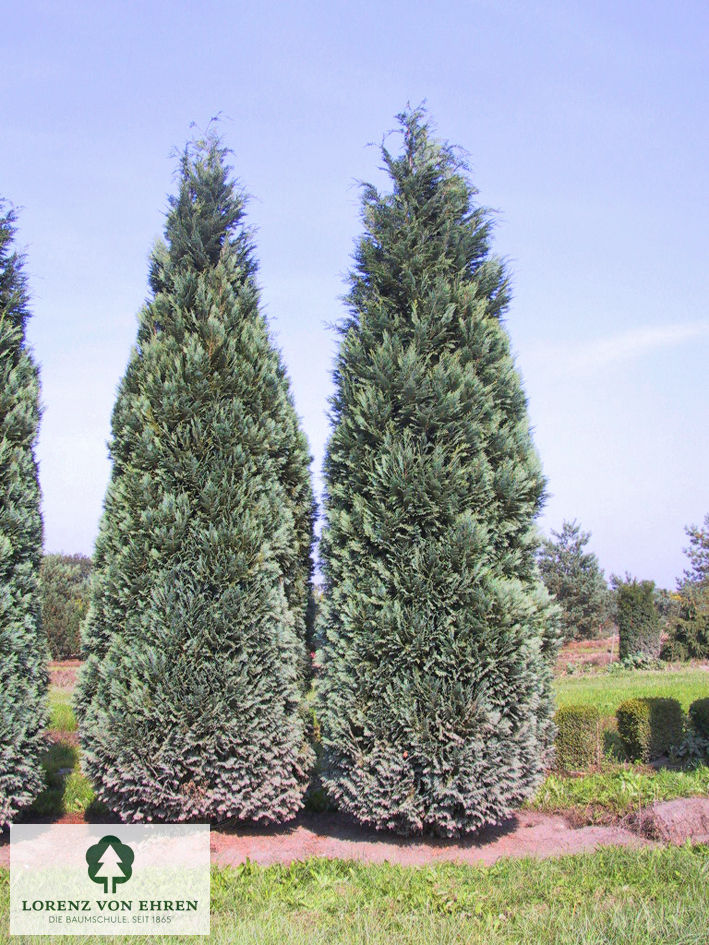 Chamaecyparis lawsonia 'Columnaris'