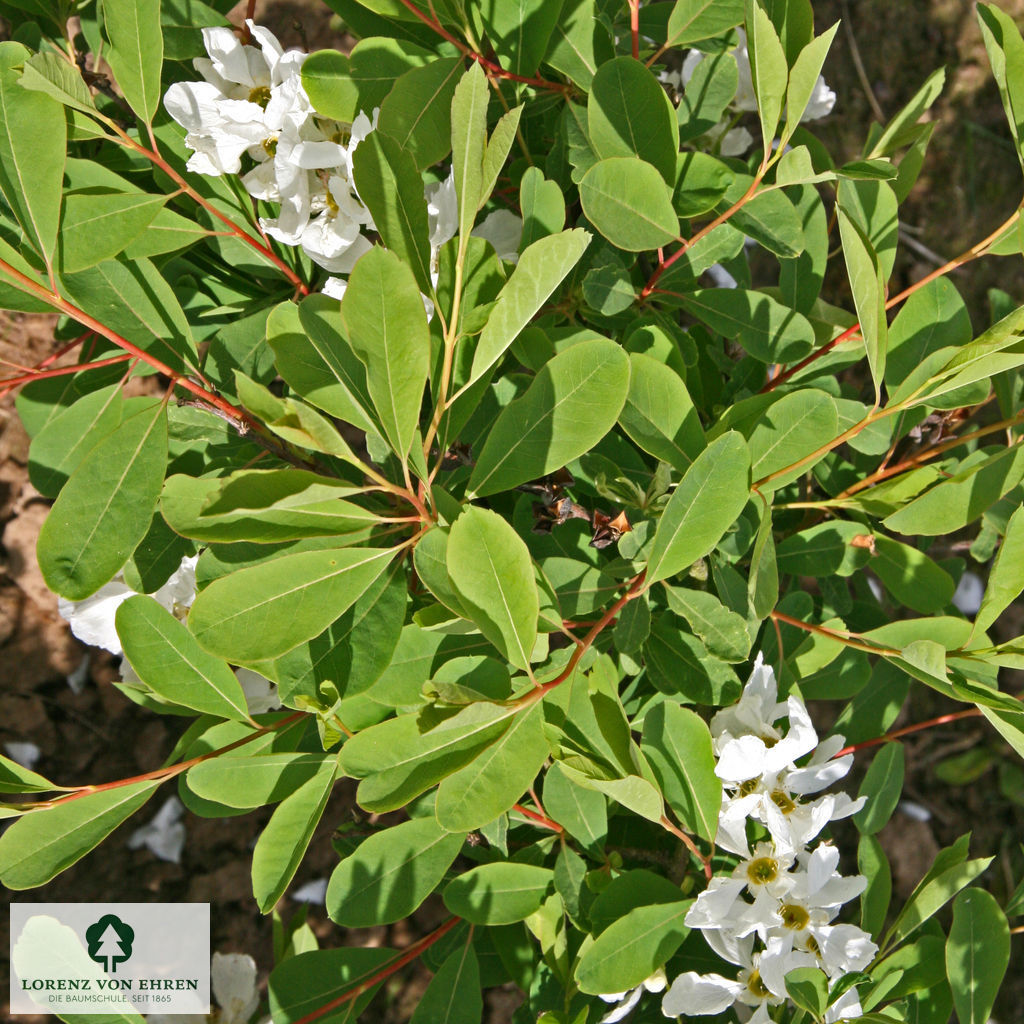 Exochorda macrantha 'The Bride'