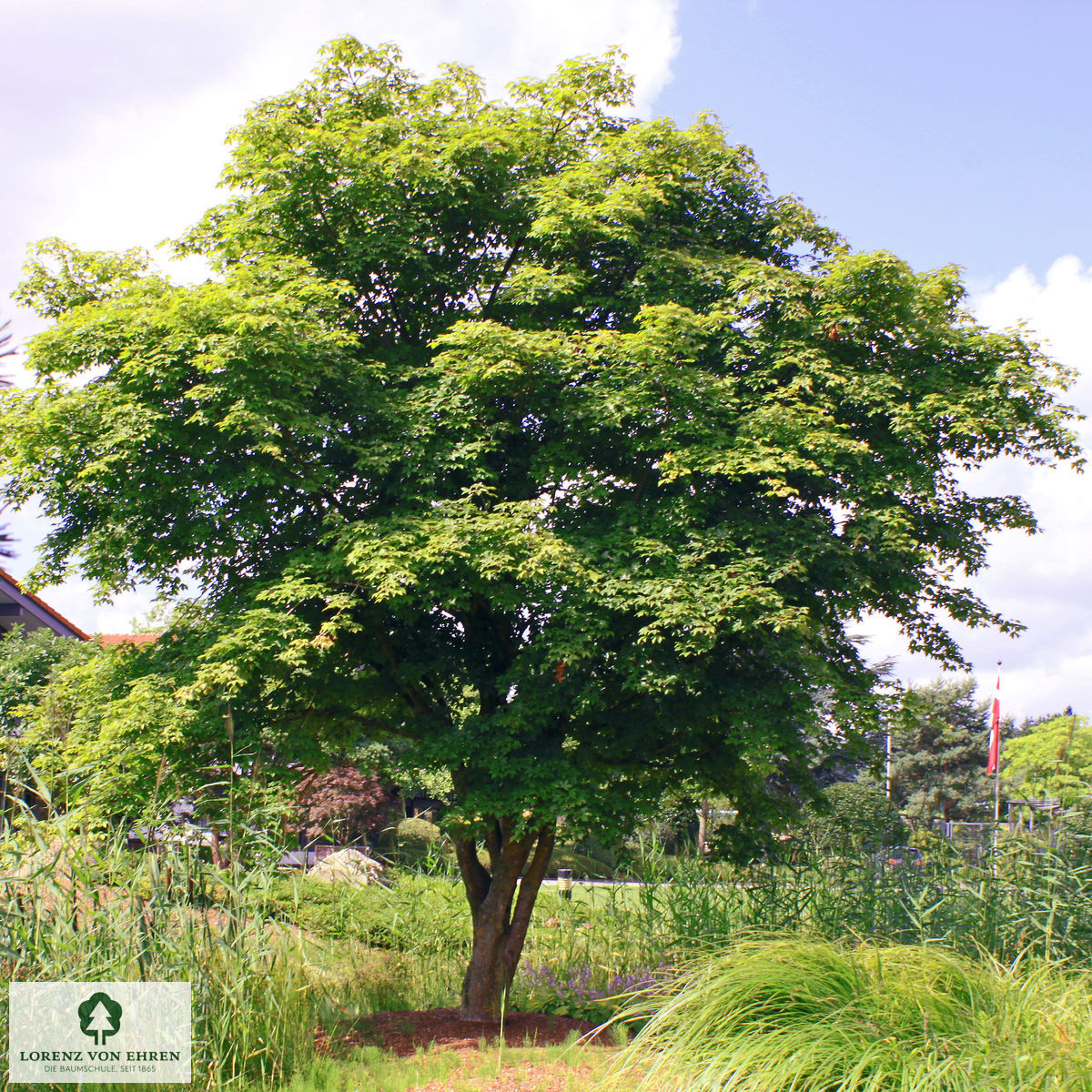 Acer neglectum 'Annae'