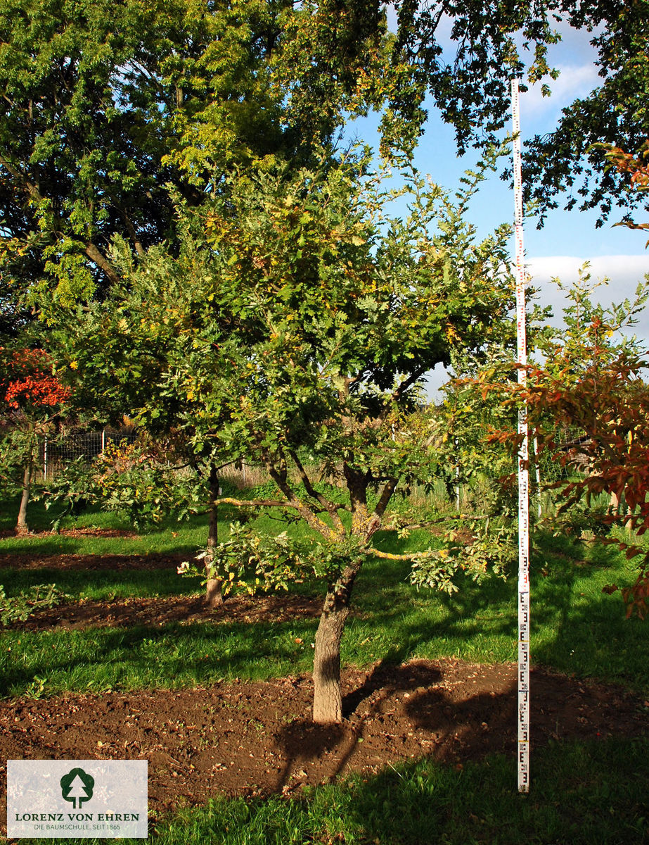 Quercus pubescens