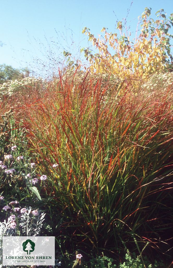 Panicum virgatum 'Rehbraun'