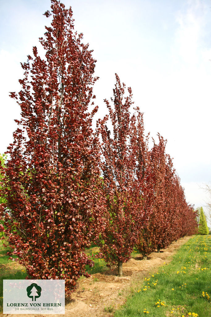 Fagus sylvatica 'Dawyck Purple'