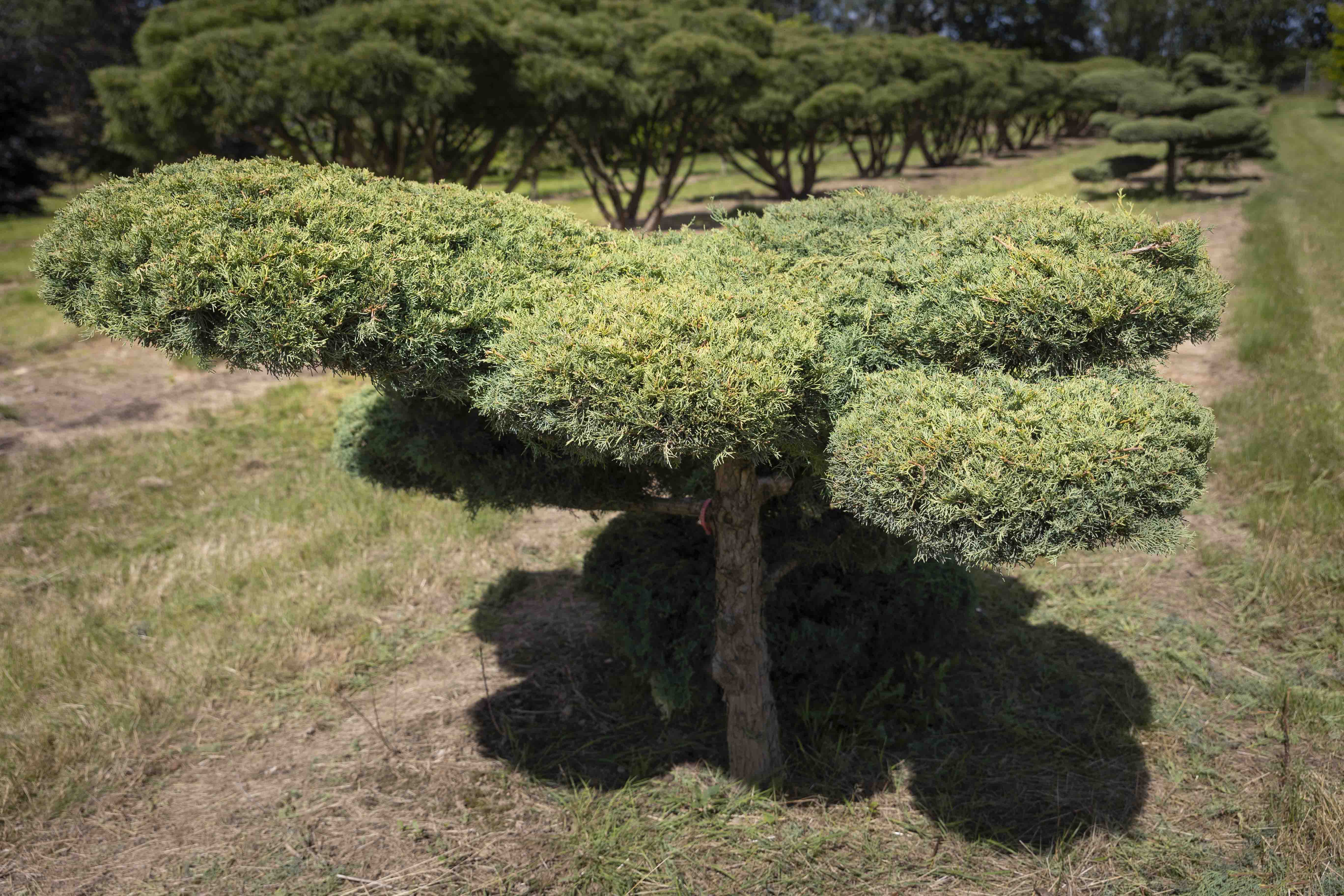 Juniperus media 'Pfitzeriana Glauca' Bonsai