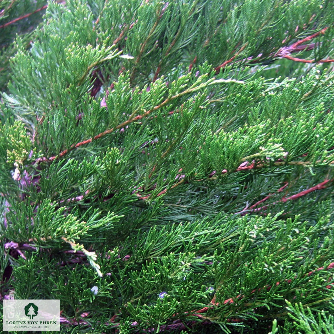 Juniperus media 'Mint Julep'