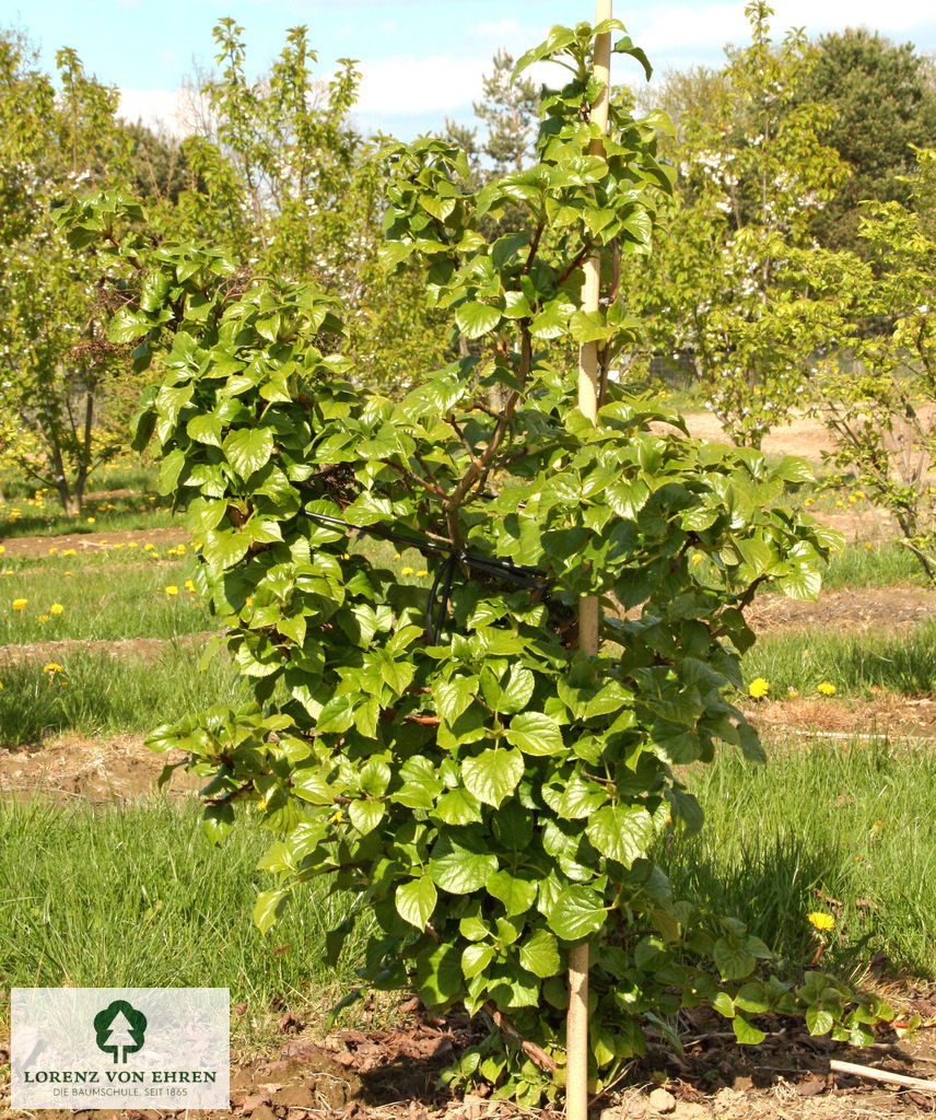 Hydrangea petiolaris