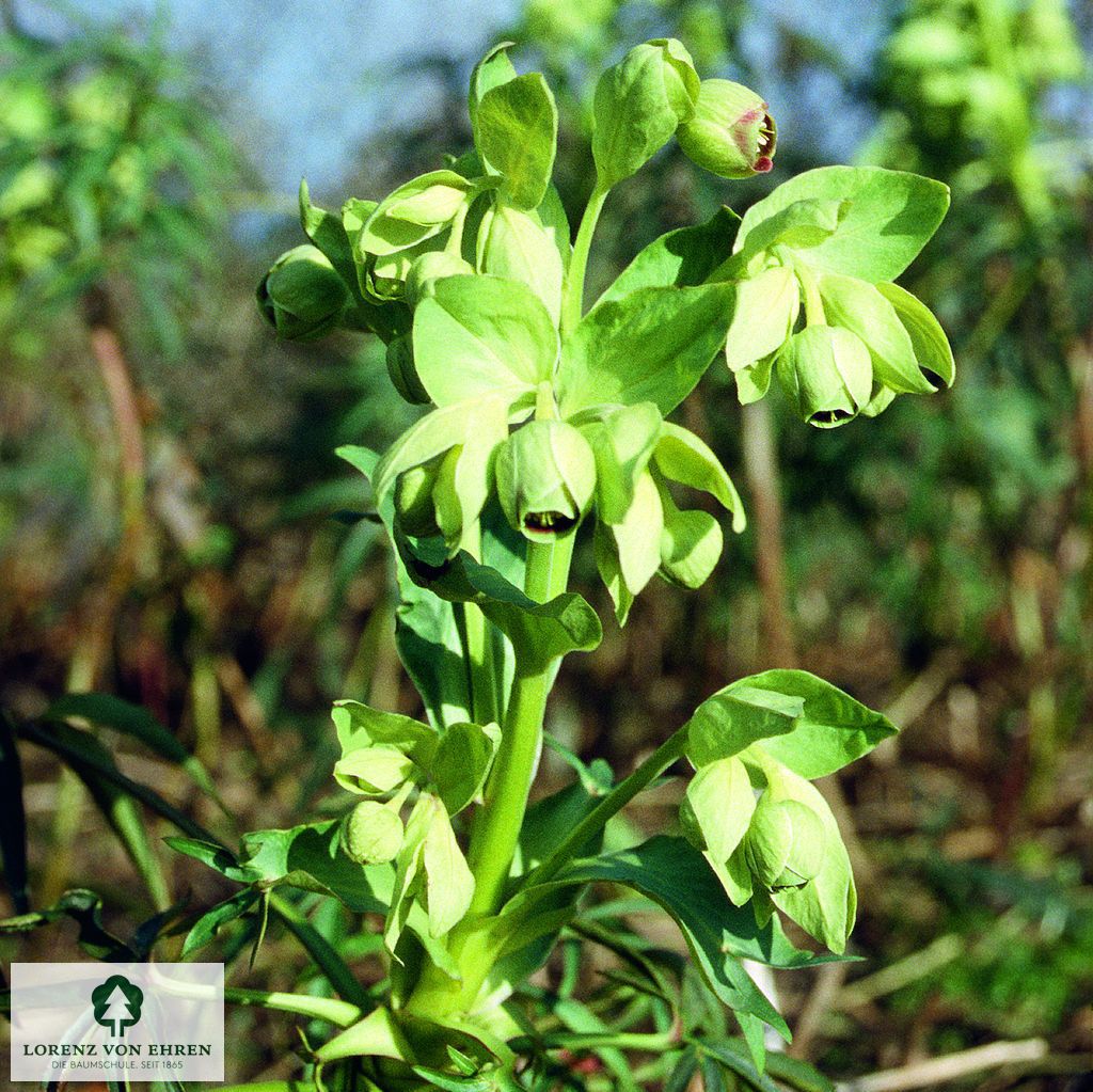 Helleborus foetidus