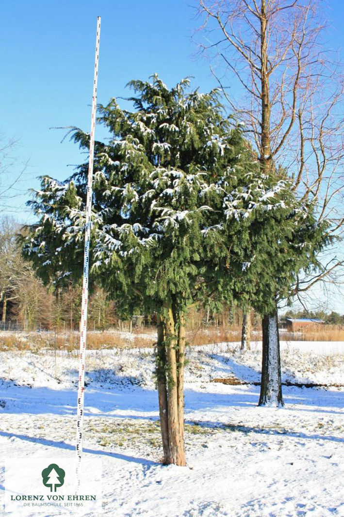 Taxus baccata 'Dovastoniana'