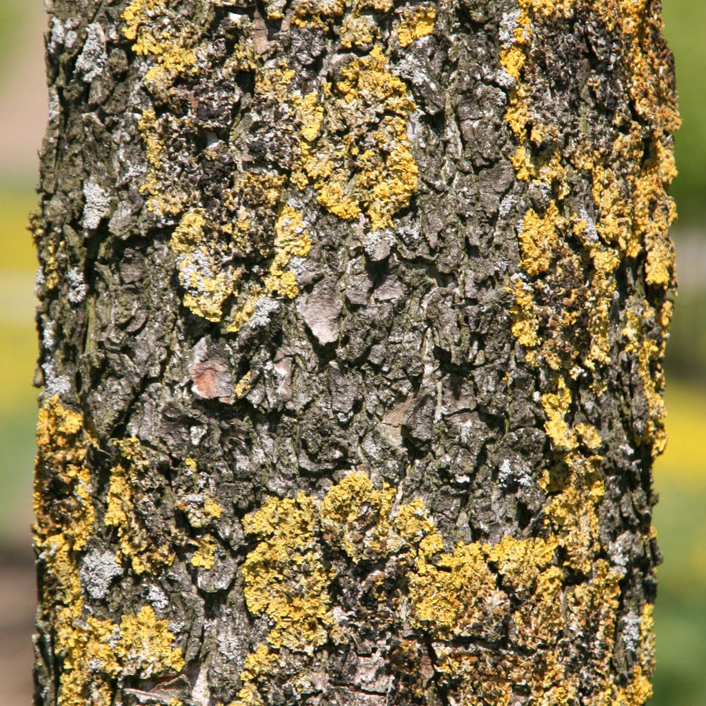Die Rinde der Corylus colurna Haselnuss.