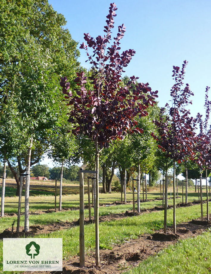 Prunus virginiana 'Shubert'