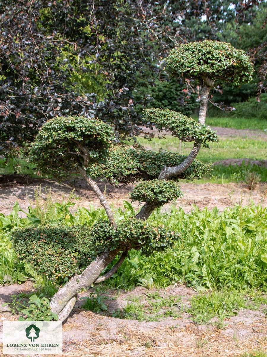 Nothofagus antarctica