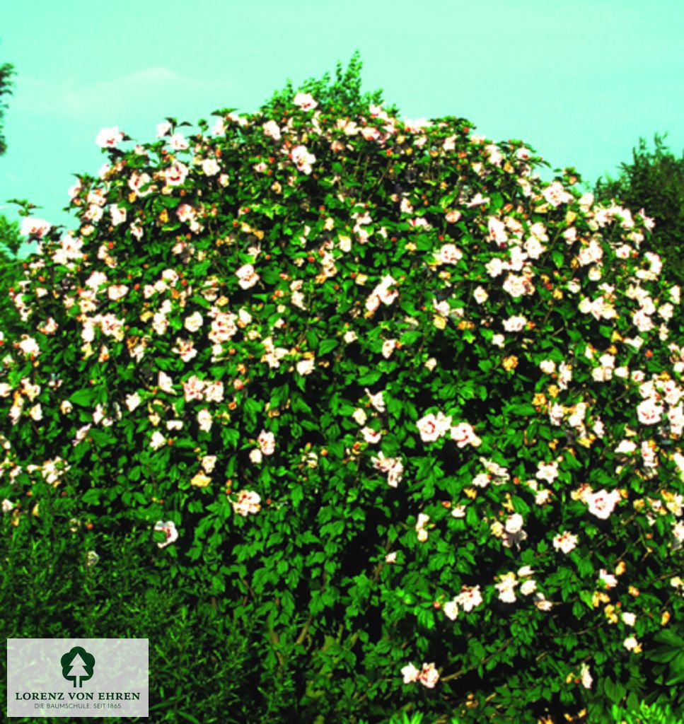 Hibiscus syriacus 'Lady Stanley'