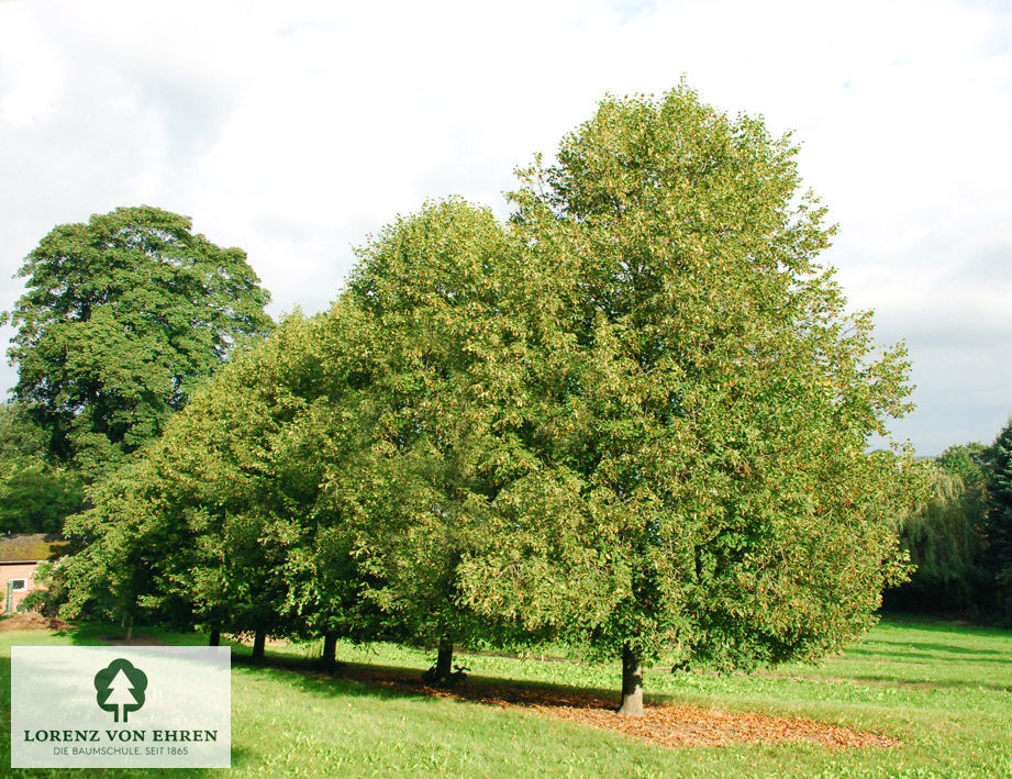 Tilia platyphyllos 'Aurea'