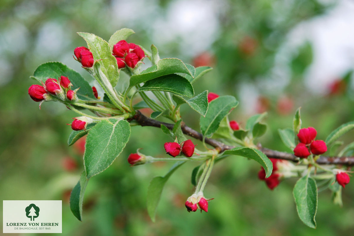 Malus 'David'