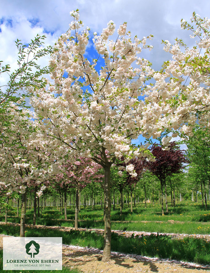 Prunus serrulata 'Shimidsu'