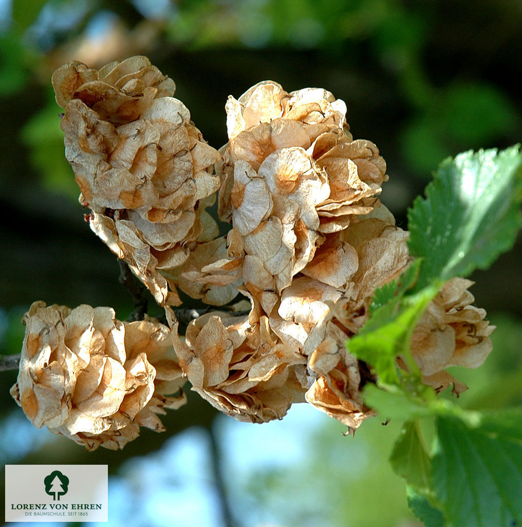 Ulmus hollandica 'Commelin'