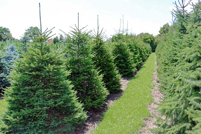 Picea abies in der Baumschule Fichten in der Reihe im Sommer