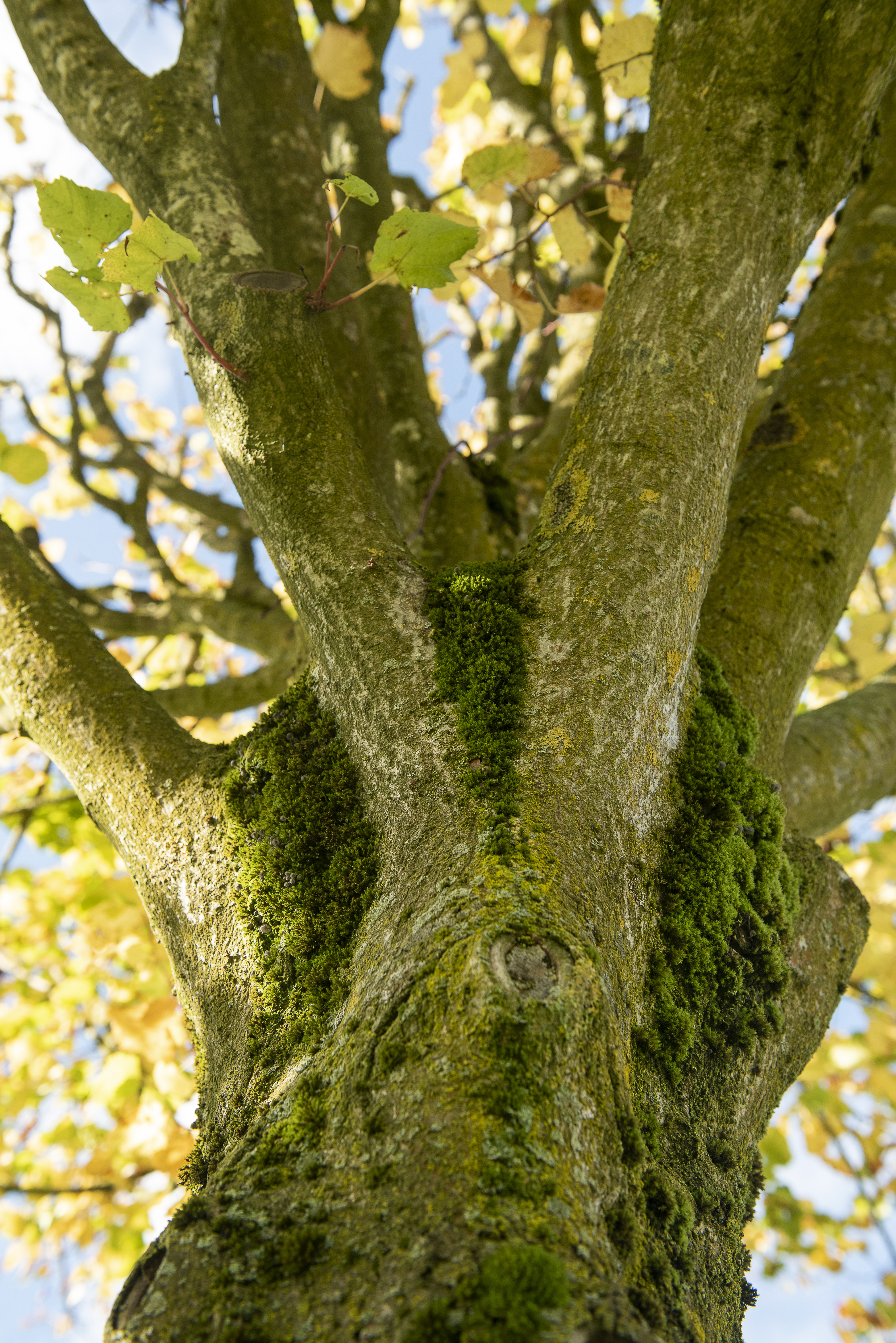Tilia platyphyllos Unikat