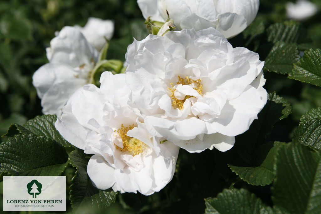 Rosa 'White Roadrunner'