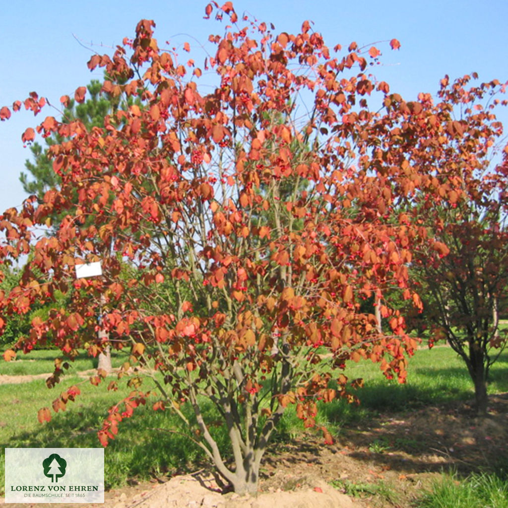 Euonymus planipes