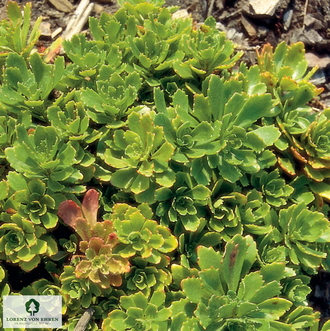 Sedum hybridum 'Immergrünchen'