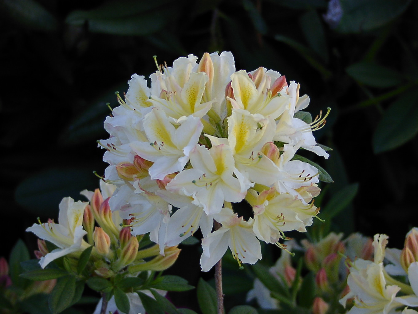 Rhododendron Azalea 'Daviesii': Blütenpracht in Weiß und Gelb! Rhododendron Azalea 'Daviesii': Ihre weiß-gelben Blüten zaubern eine lebendige Atmosphäre in Ihren Garten. Erfahren Sie mehr über diese farbenfrohe Azaleenart.