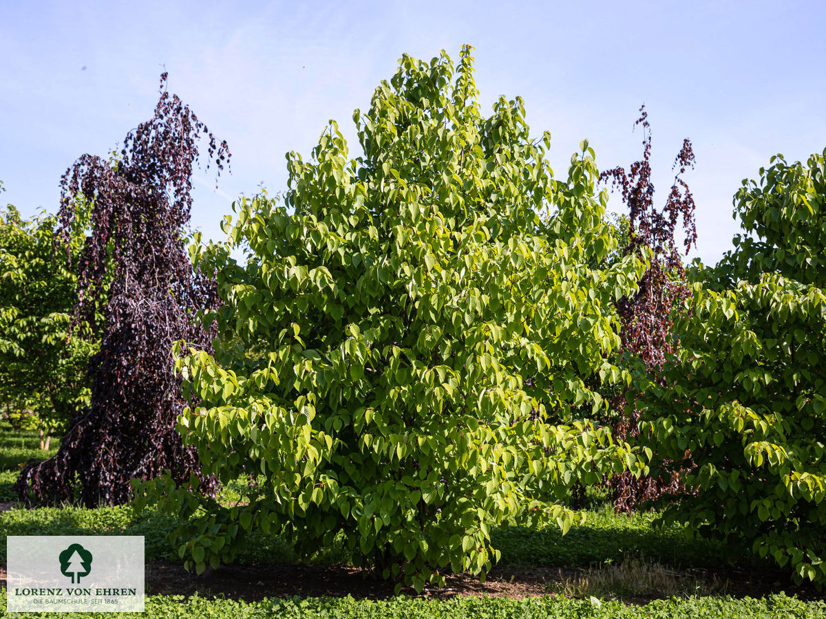 Davidia involucrata vilmoriniana