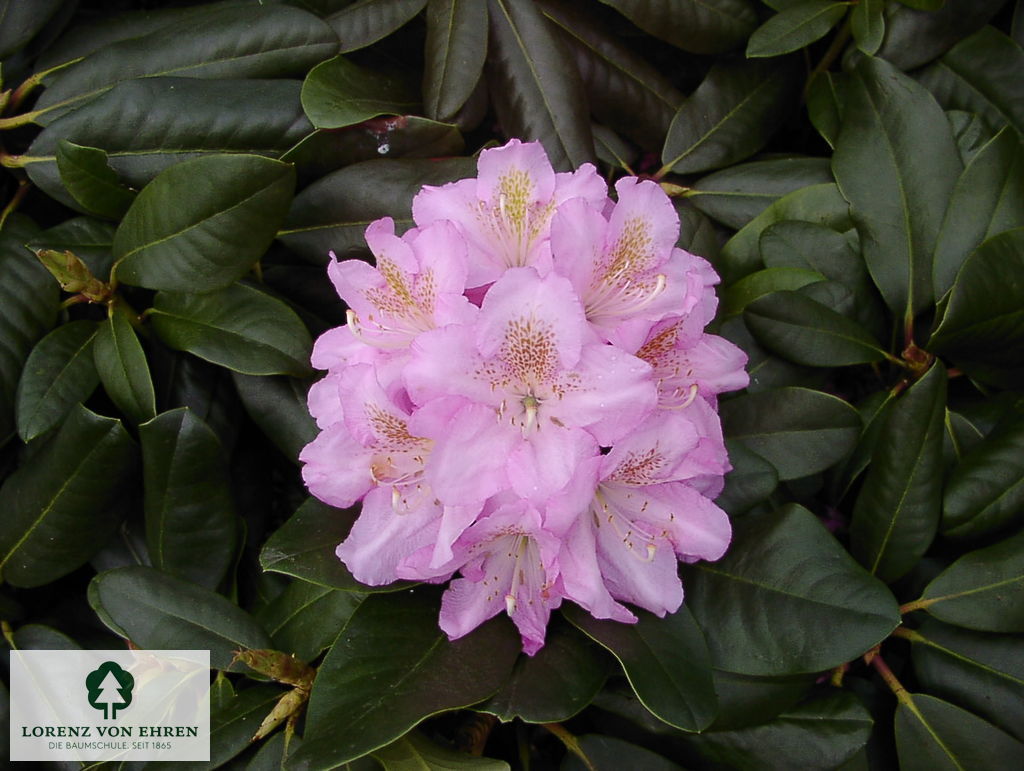 Rhododendron Hybride 'Scintillation'