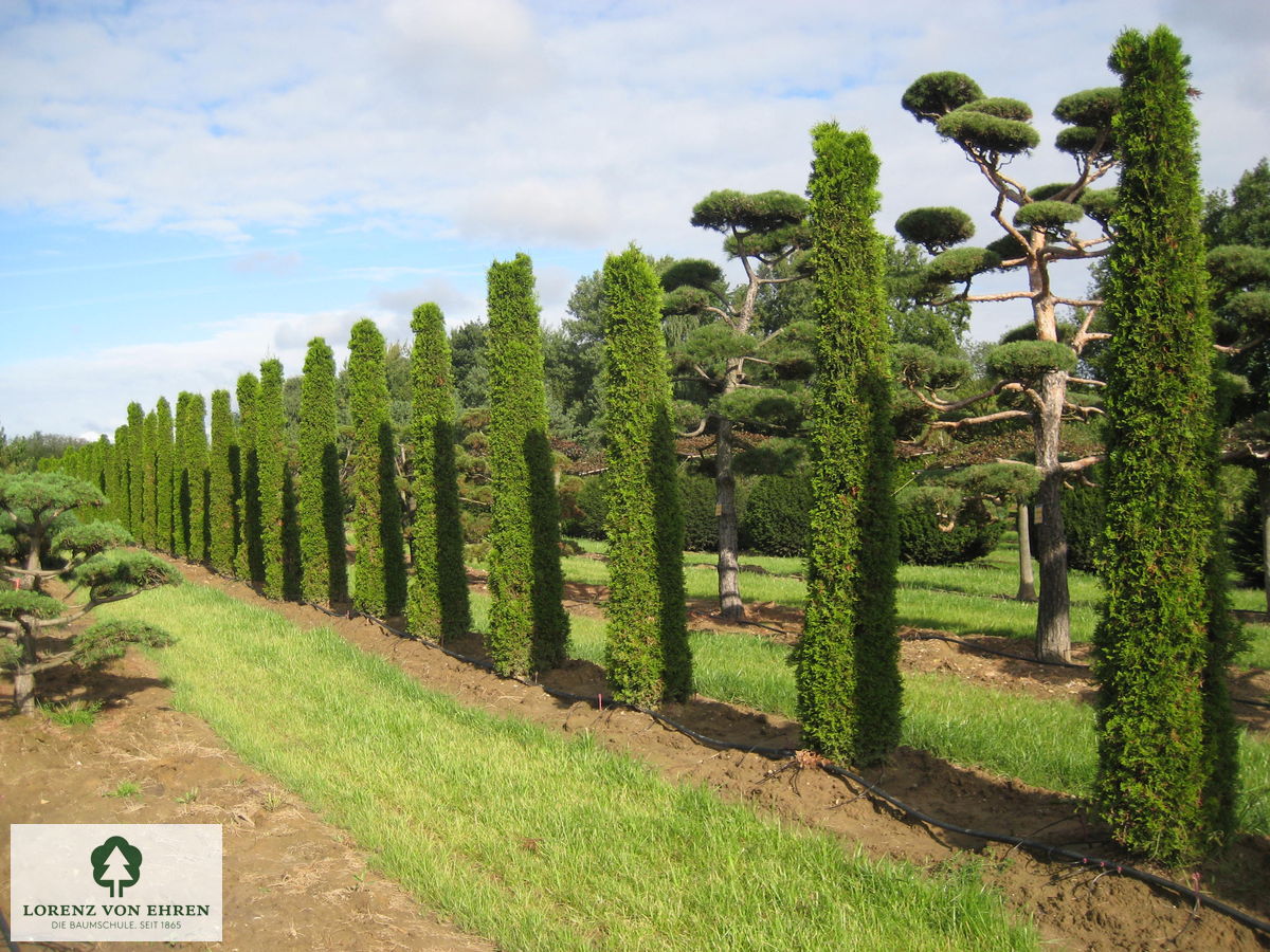 Thuja occidentalis 'Smaragd'