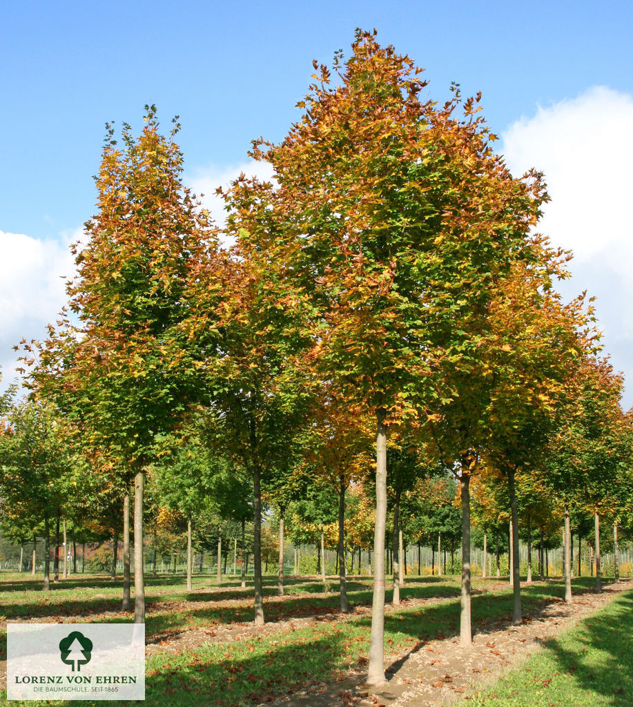 Acer platanoides 'Emerald Queen'