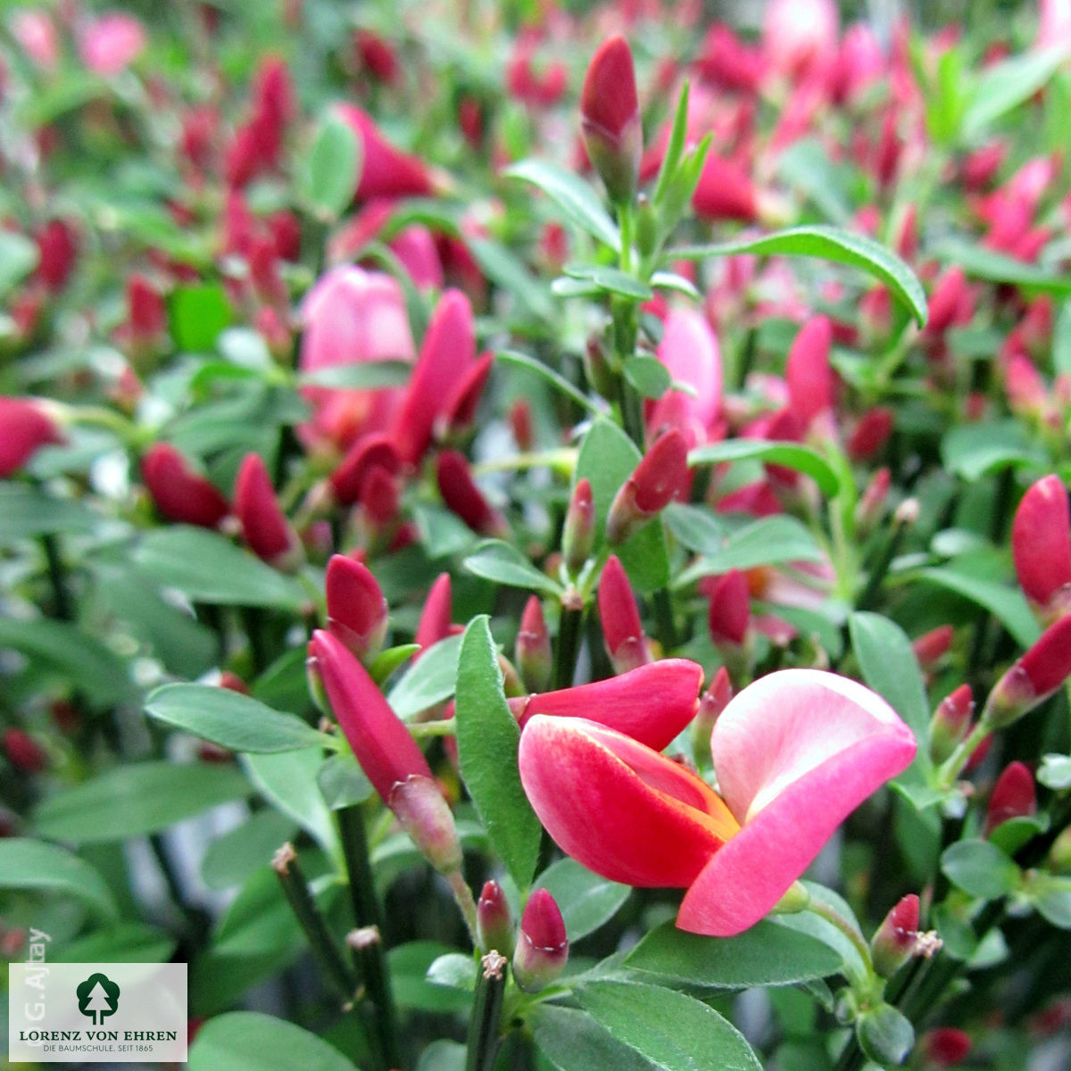 Cytisus scoparius 'Palette'