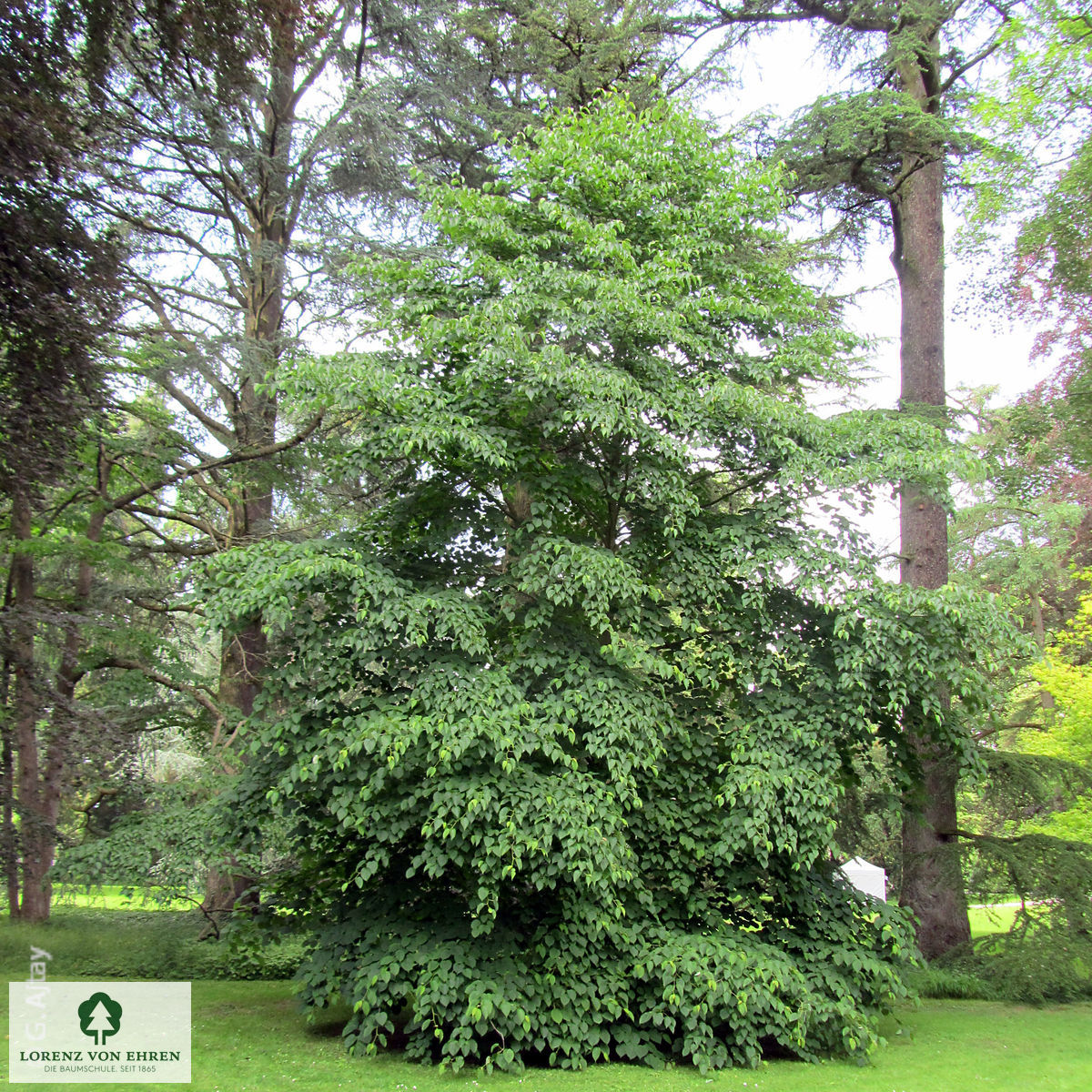 Davidia involucrata vilmoriniana