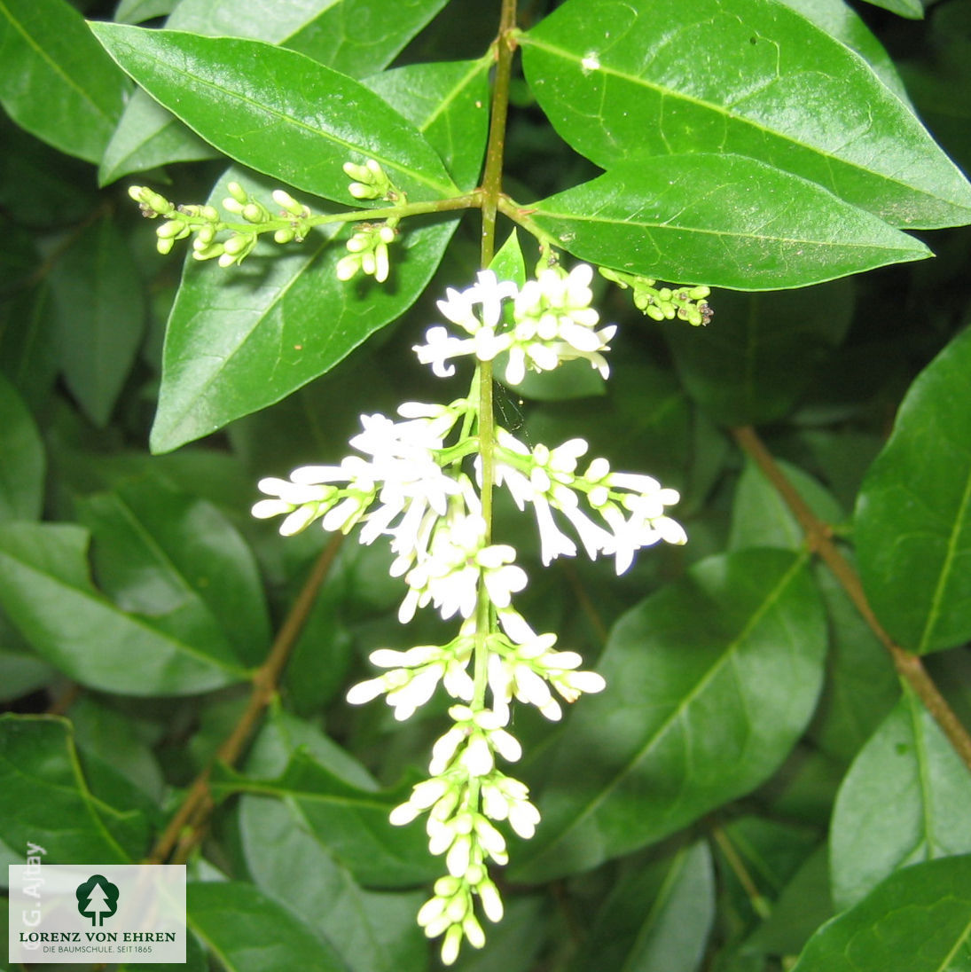 Ligustrum ovalifolium