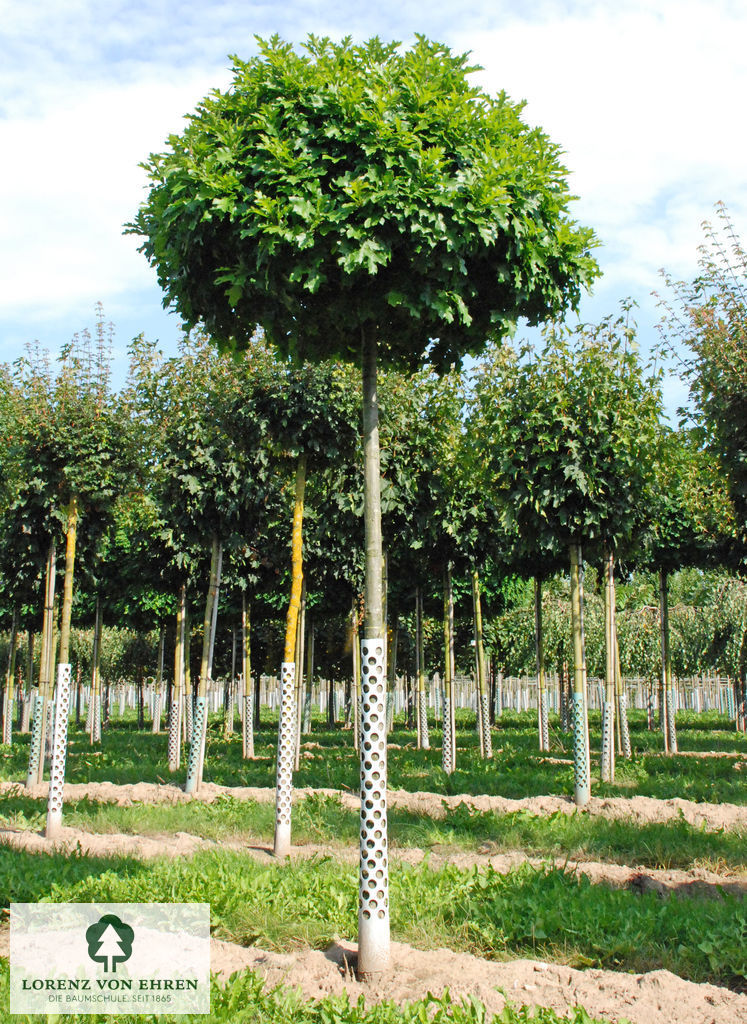 Quercus palustris 'Green Dwarf'