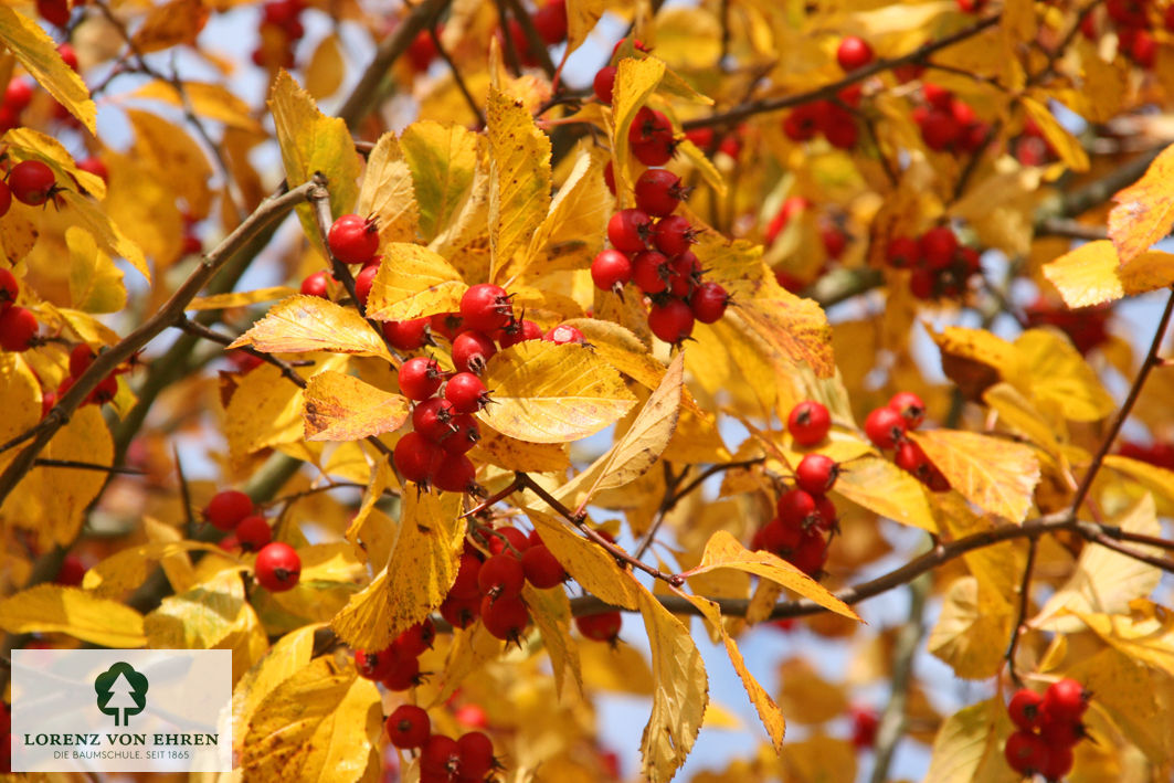 Crataegus crus-galli