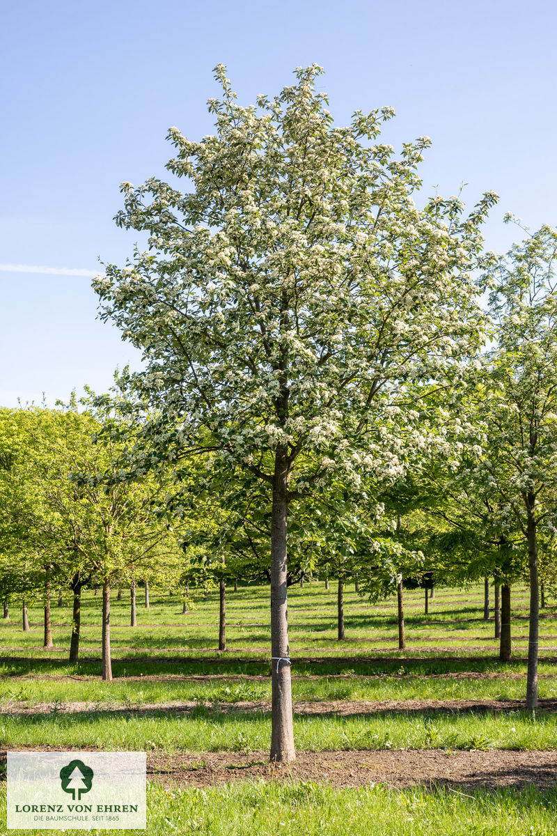 Sorbus intermedia 'Brouwers'