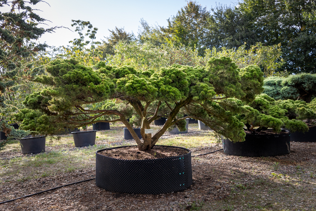 Juniperus media 'Mint Julep' Unikat